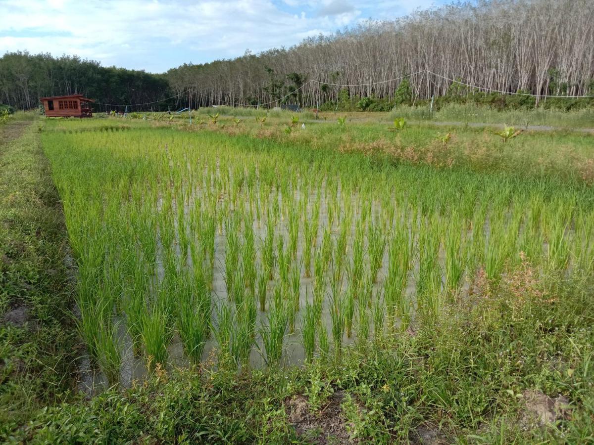 ไร่นาบัวหลวง คาเฟ่ & ฟาร์มสเตย์ Raina Bualuang Cafe & Farm Stay Ban Na No Exterior foto