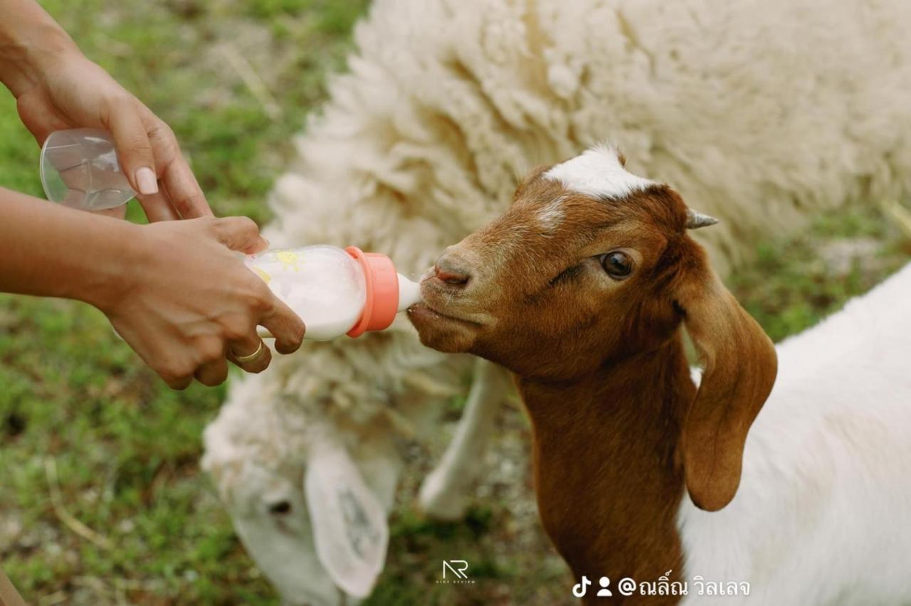 ไร่นาบัวหลวง คาเฟ่ & ฟาร์มสเตย์ Raina Bualuang Cafe & Farm Stay Ban Na No Exterior foto